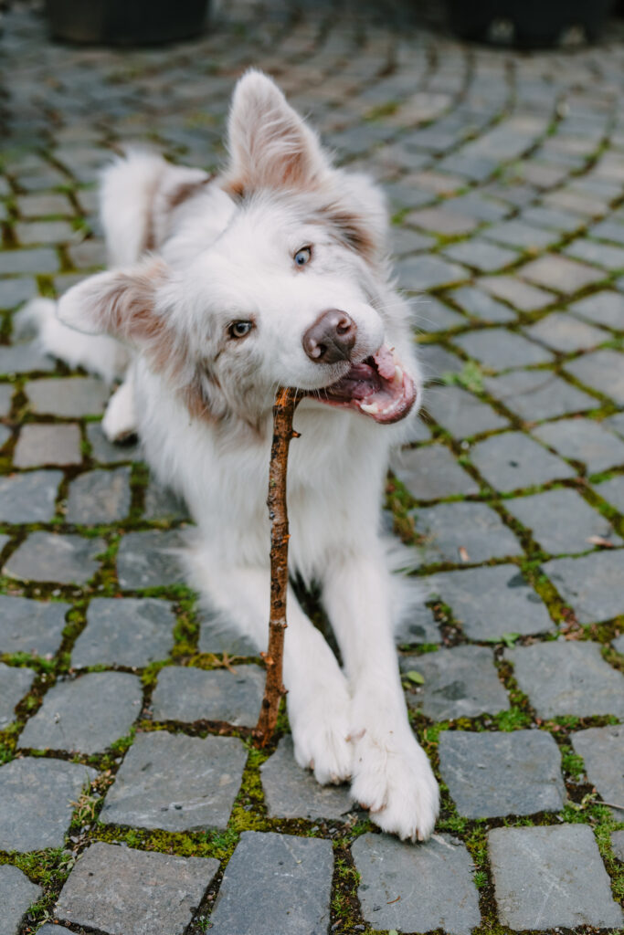 Emil Täubert. Imsweiler Mühle. Australian Shepherd.